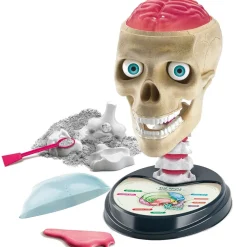 Crazy Anatomy